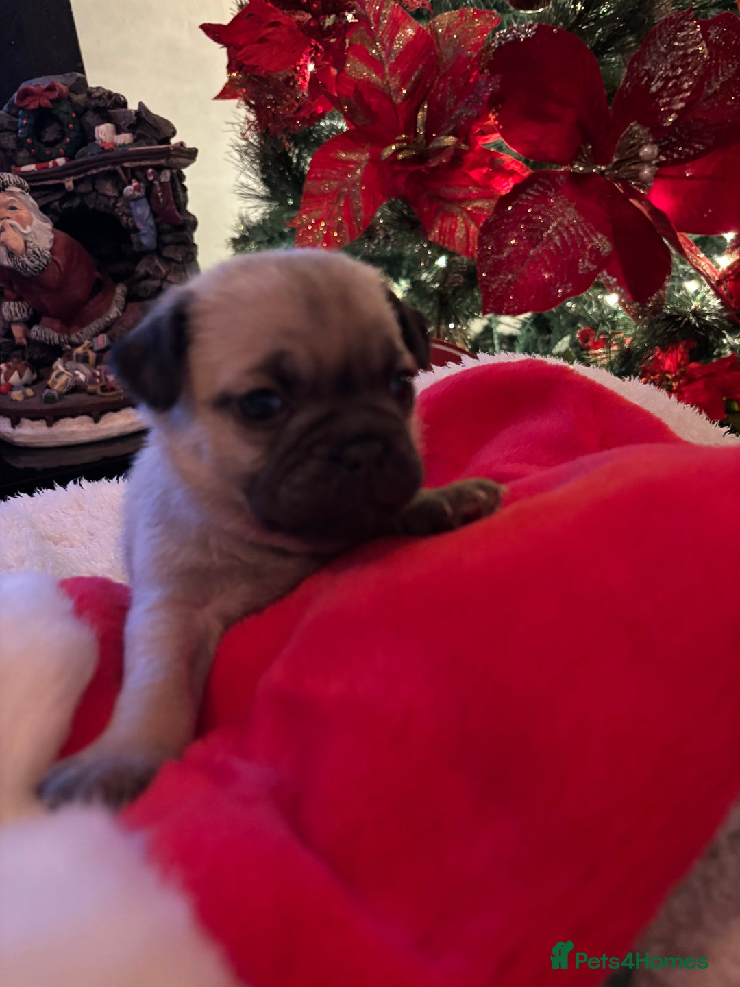 Pug dogs for sale: Pug puppies - Advert 9