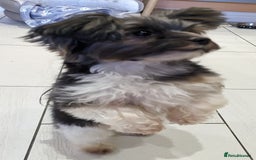Biewer Terrier dogs for stud: Purebred Pedigree Biewer Terrier Proven Stud in Merthyr Tydfil - Image 13
