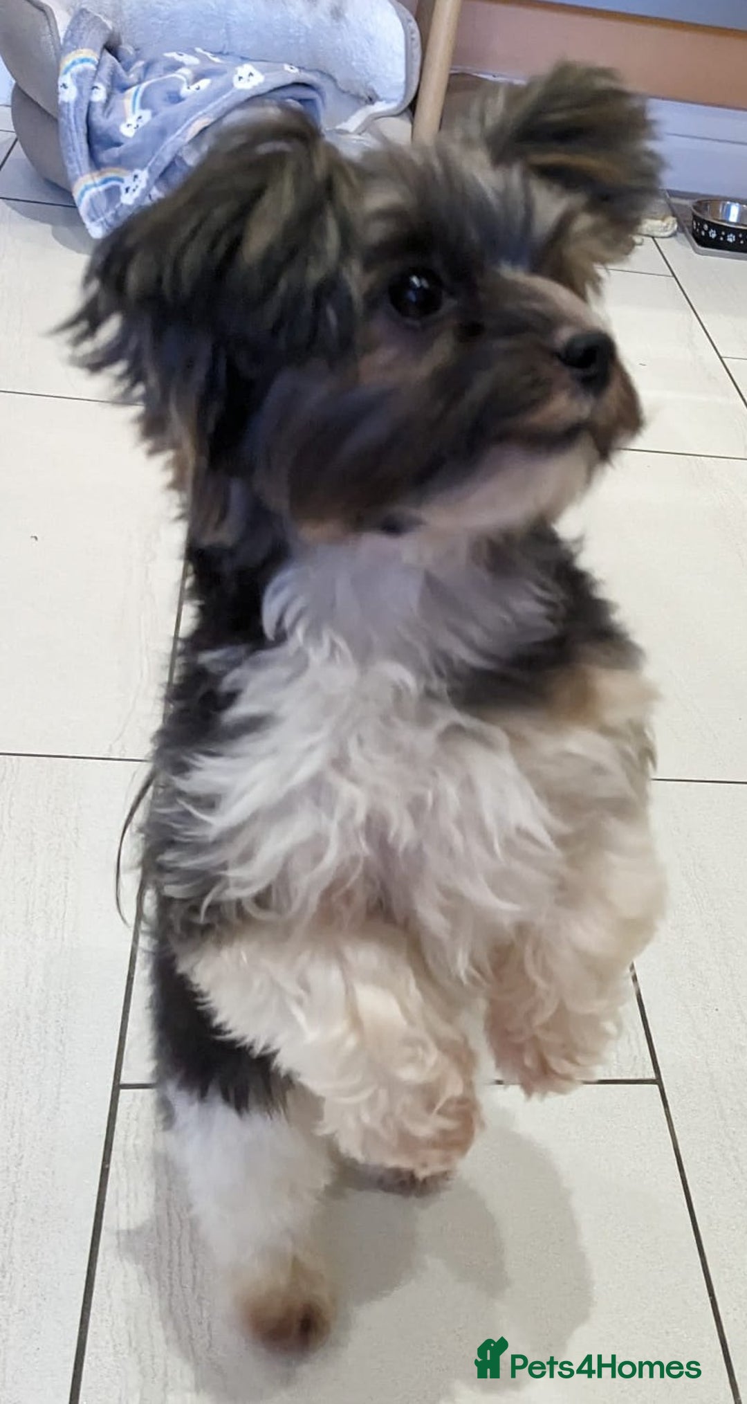 Biewer Terrier dogs for stud: Purebred Pedigree Biewer Terrier Proven Stud in Merthyr Tydfil - Image 13