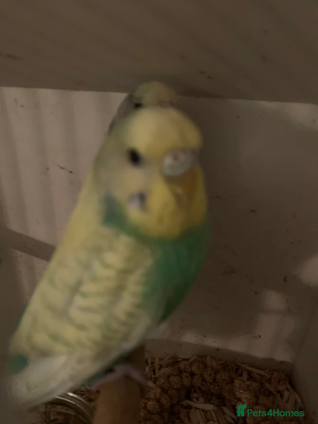 Budgerigars birds for sale: Beautiful young budgie s  - Advert 8