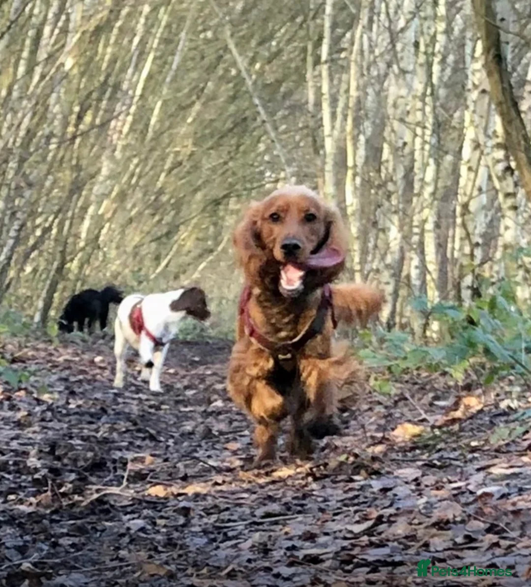 Cocker Spaniel dogs for stud: Proven Beautiful cocker stud available ❤️ in Barnsley - Advert 9