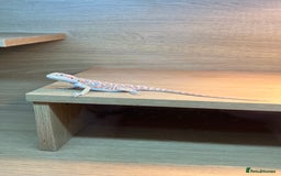 Bearded Dragon reptiles for sale: Bearded Dragon Vivarium Setup Kit in Downham Market - Image 9