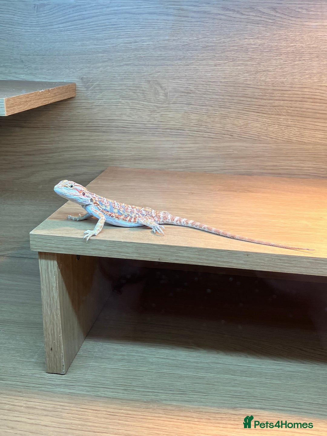 Bearded Dragon reptiles for sale: Bearded Dragon Vivarium Setup Kit in Downham Market - Image 9