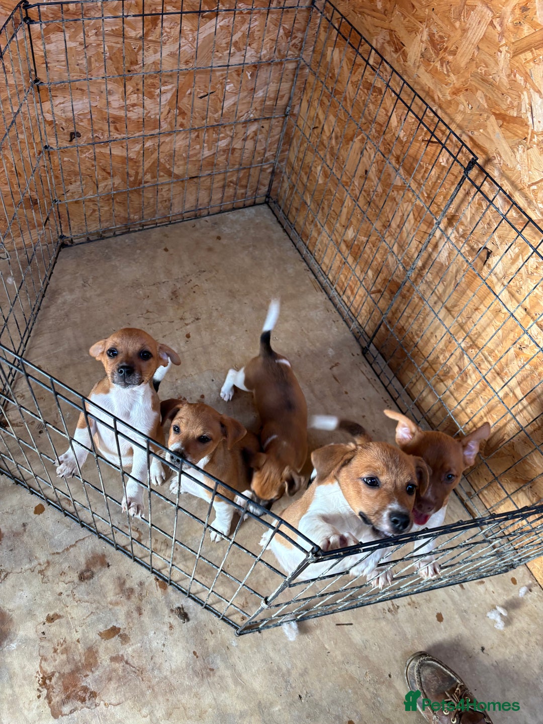 Mixed Breed dogs for sale: Plummer X Jack Russell Puppies - Image 3