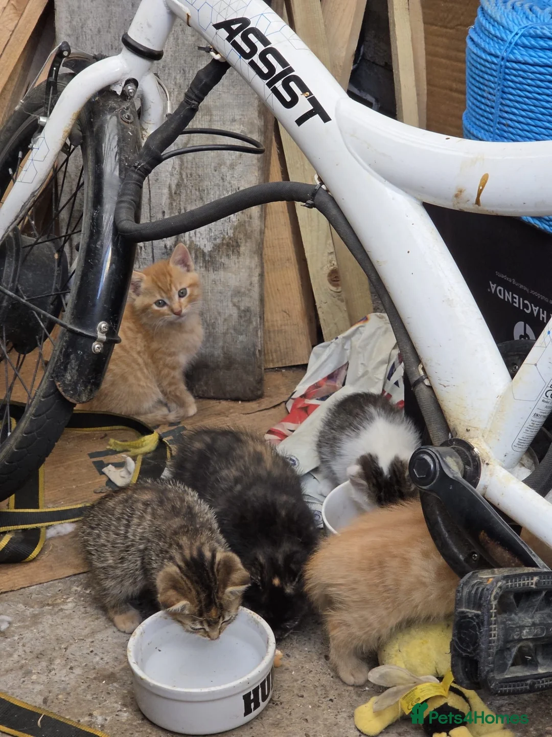 Mixed Breed cats for sale:  5 Little Kittens Looking for Their Forever Homes  - Advert 11