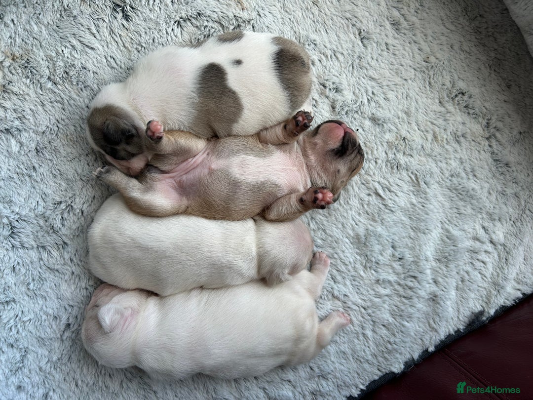 French Bulldog dogs for sale: Beautiful French Bulldog Puppies - Image 1