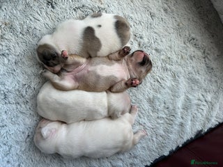 French Bulldog dogs - Advert 7