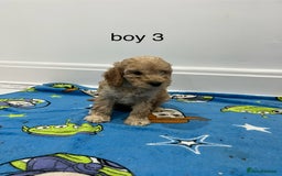 Cockapoo dogs for sale: Show type cockapoos😍 - Image 6