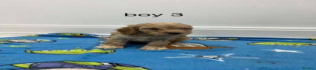 Cockapoo Puppy 3