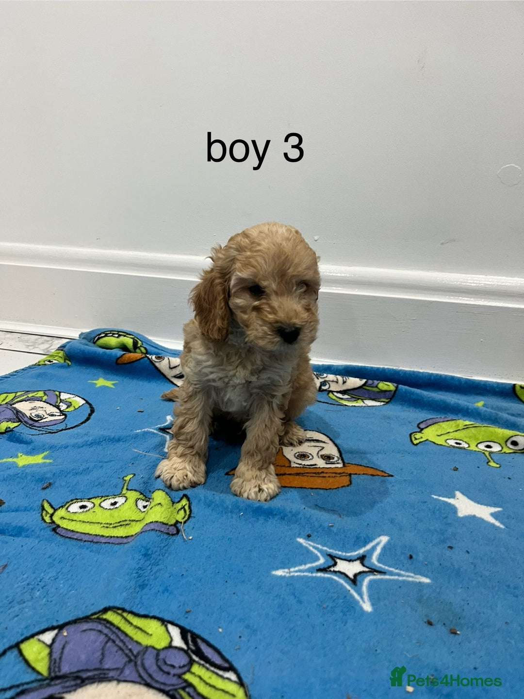Cockapoo dogs for sale: Show type cockapoos😍 - Image 6