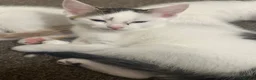 Mixed Breed cats for sale: Gorgeous Kittens Looking for Forever Homes 🐾 - Advert 5