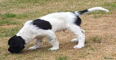 English Springer Spaniel dogs - Advert 5