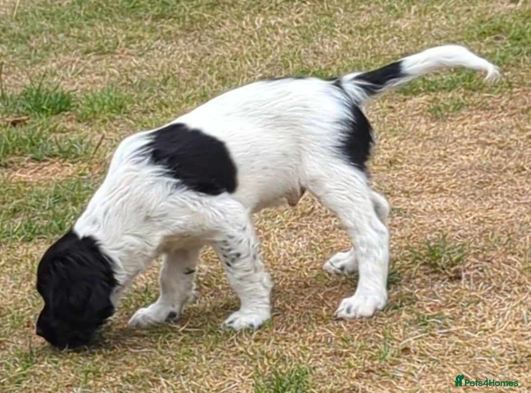 English Springer Spaniel dogs for sale: Home bred English Springer Spaniel male puppy. - Image 3