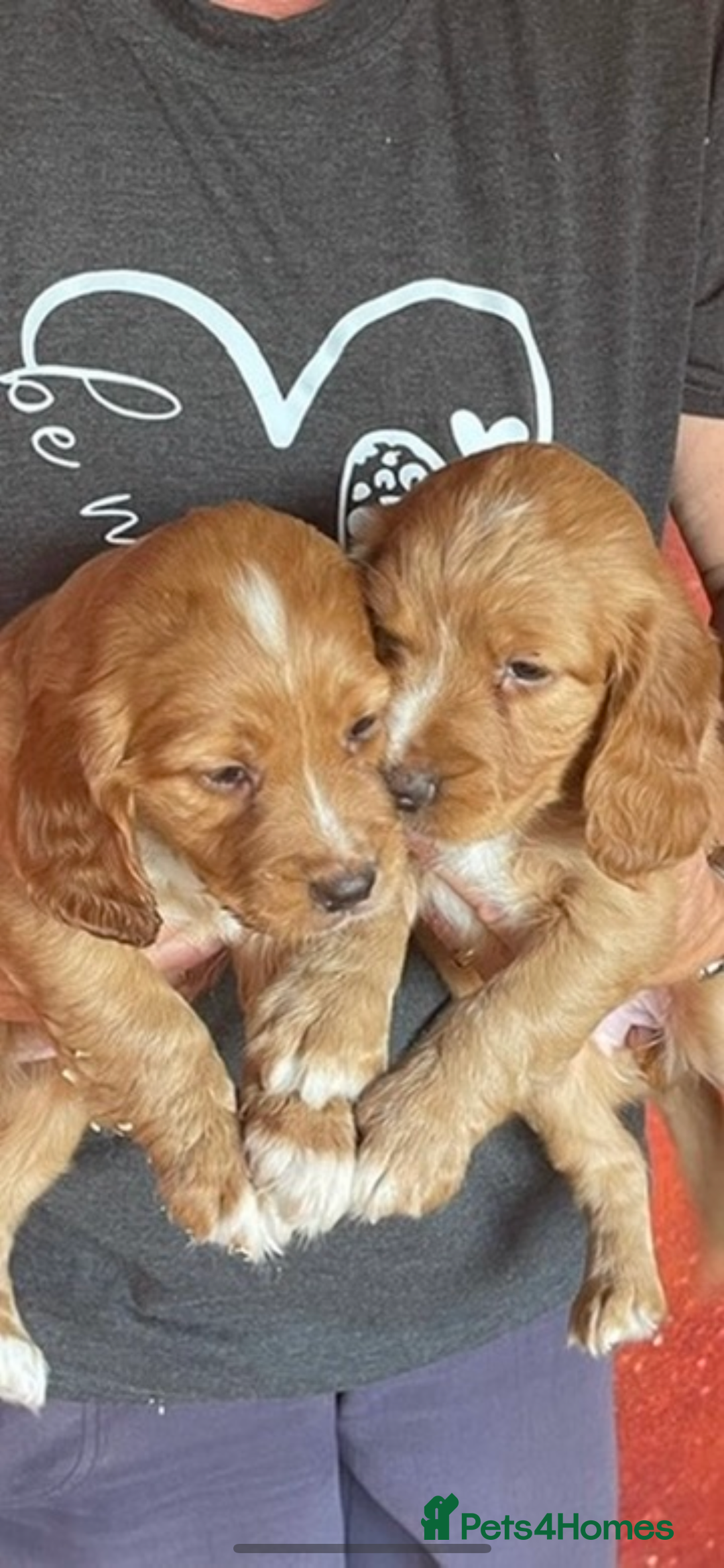 Cocker Spaniel dogs for sale: Cocker Spaniel Pups - Image 7