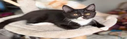 Mixed Breed cats for sale: GORGEOUS KITTENS - Advert 6