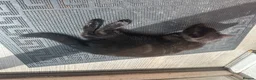Mixed Breed cats for sale: Beautiful kitties - Advert 7