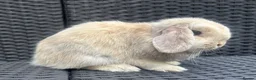 Mini Lop rabbits for sale: Blue harli female pure bred mini lop  - Advert 5