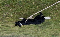 Border Collie dogs for sale: Bryndau Minnie - Image 4