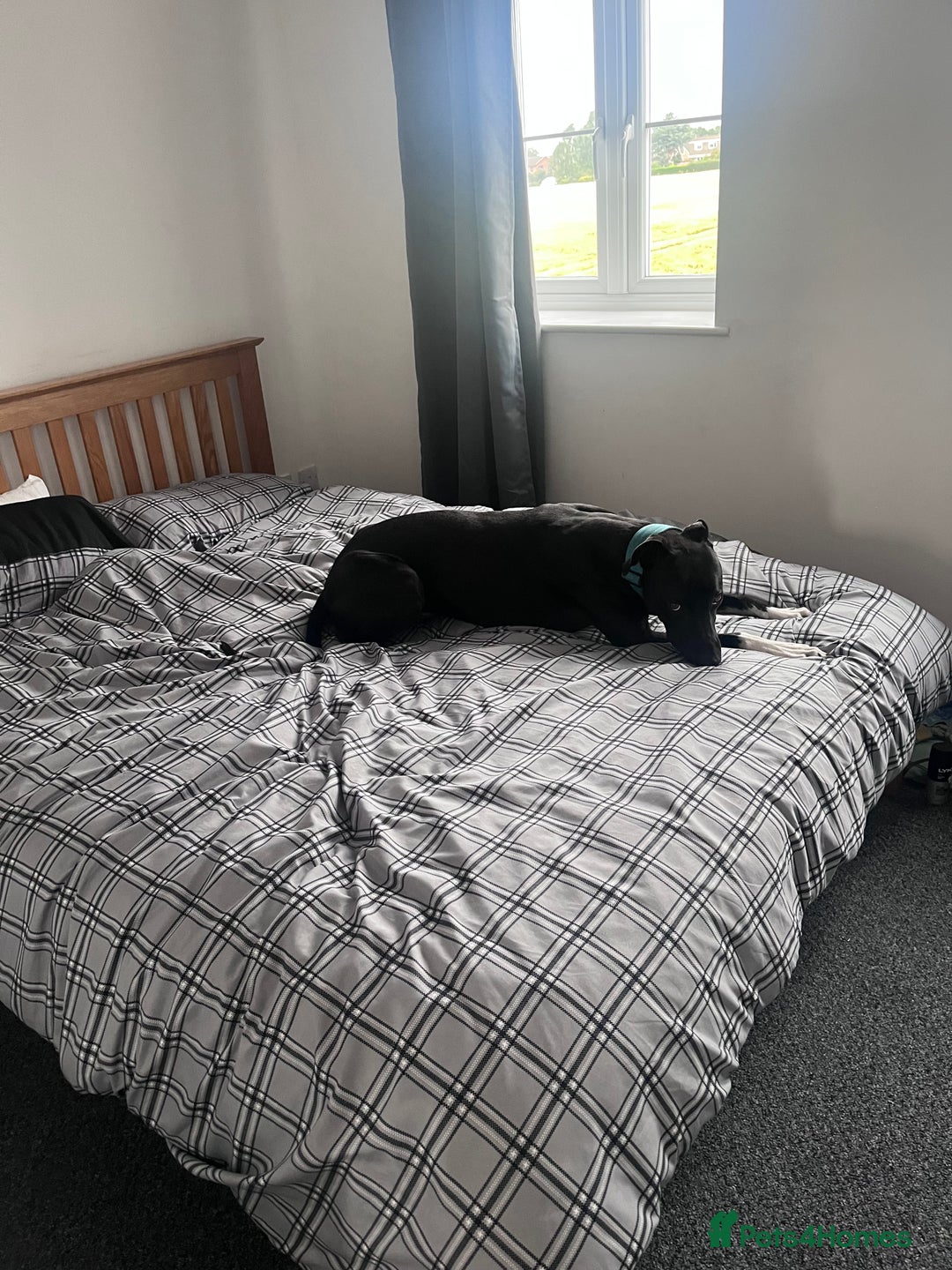 Lurcher dogs for sale: 18 month old lurcher - Image 1