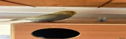 Budgerigars birds for sale: Baby and adult budgies  - Advert 3