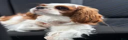 Cavalier King Charles Spaniel dogs for sale: FCI Pedigree Cavalier King Charles Spaniel Girl in Carlisle - Advert 3