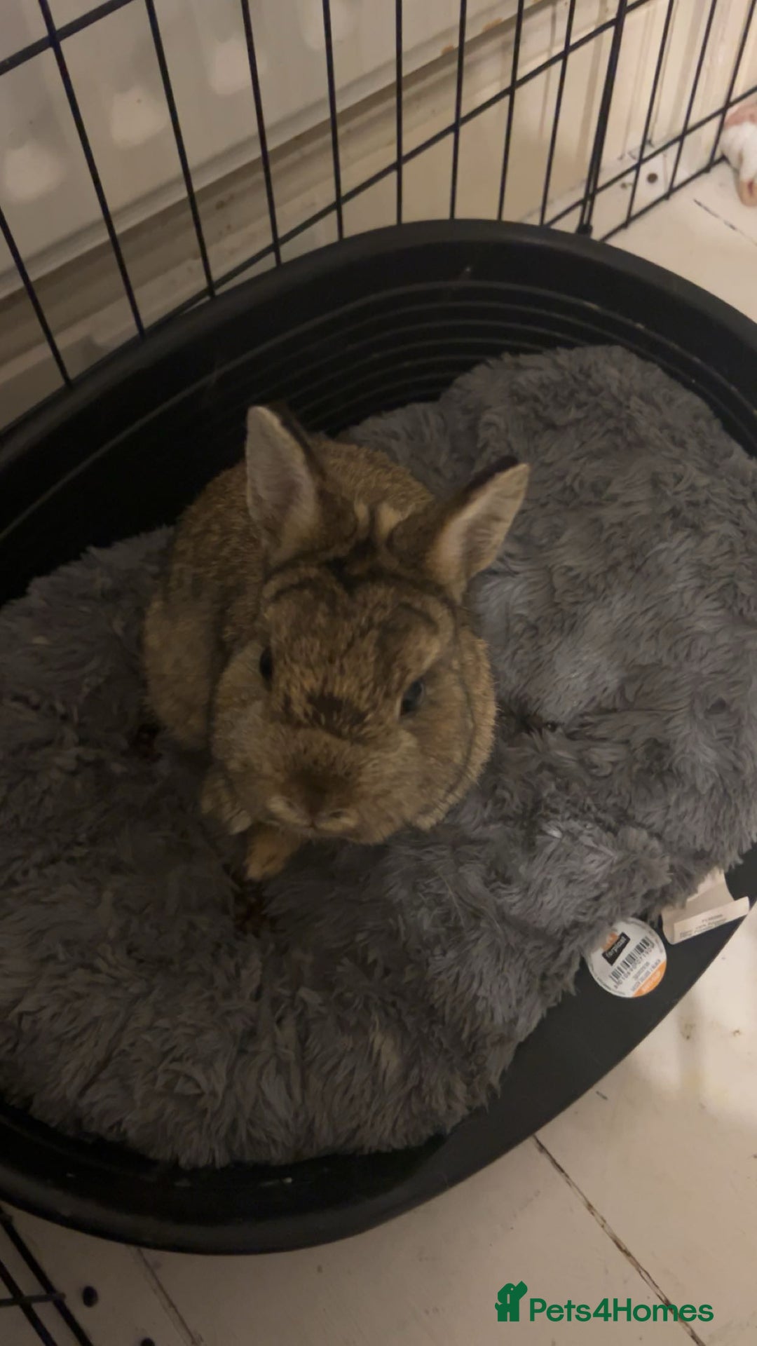 Netherland Dwarf rabbits for sale: 3 male Netherland dwarf rabbits  - Advert 5