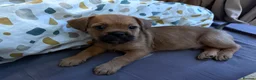 Mixed Breed dogs for sale: Teddy in Enfield - Advert 2