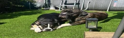 Mixed Breed dogs for sale: LAST 4 BOYS …Cane corso x ambull x amstaff - Advert 3