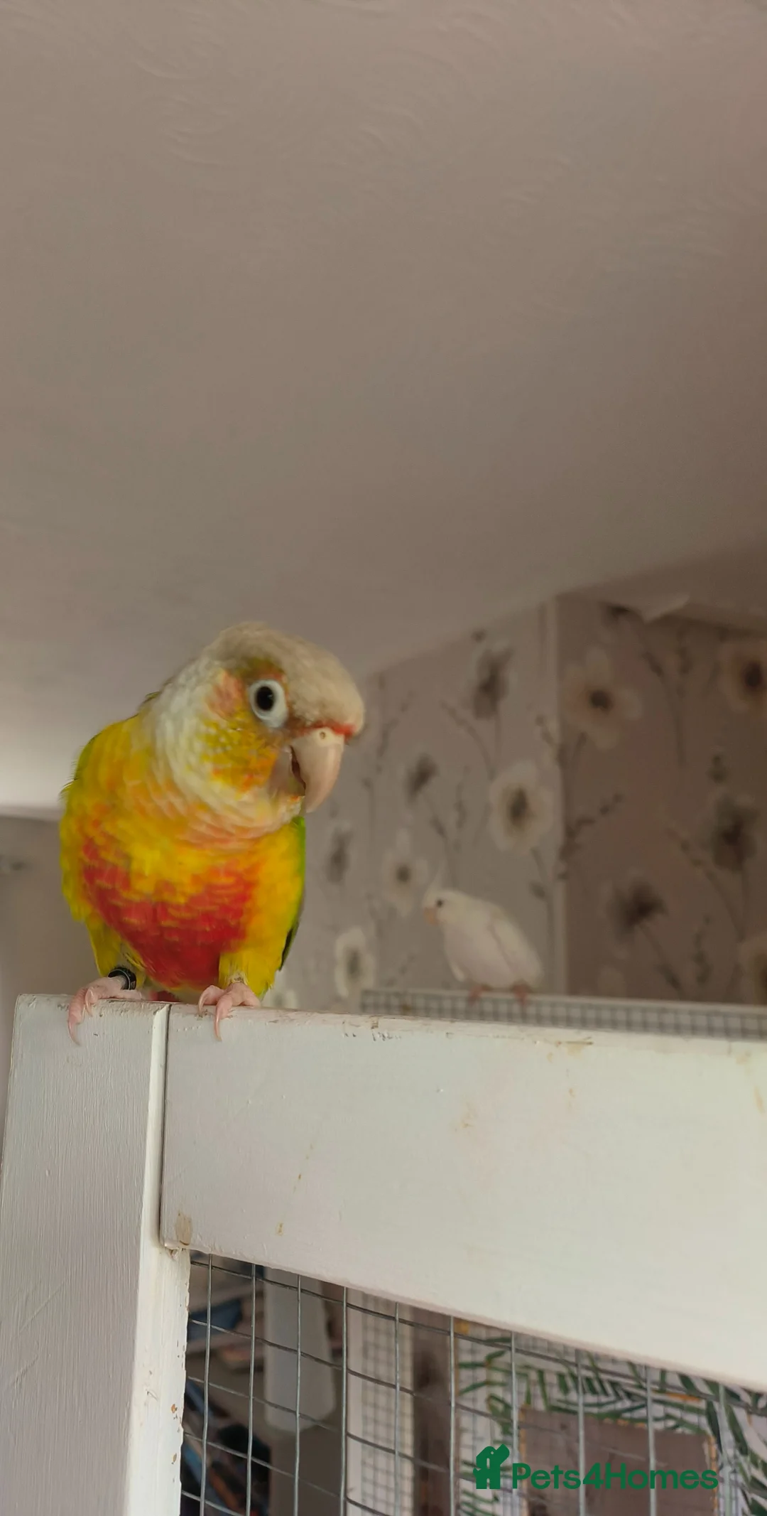 Conures birds for sale: Diego - Advert 4