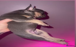 French Bulldog dogs for sale: French Bulldog Puppies  - Image 28