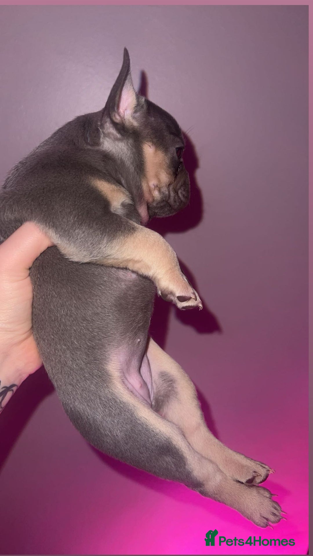French Bulldog dogs for sale: French Bulldog Puppies  - Image 28