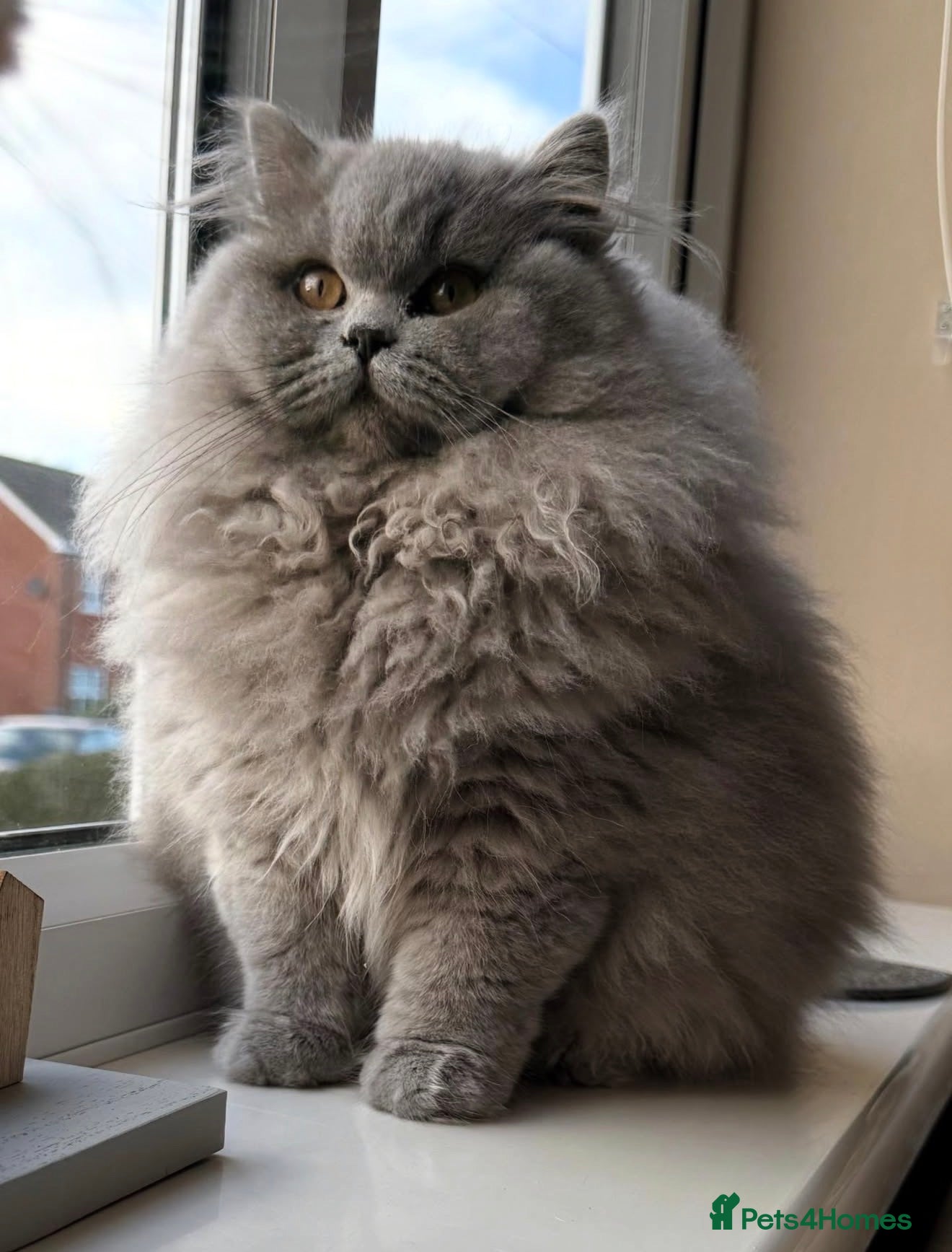 British Longhair cats Outstanding show quality GCCF female  - Advert 1