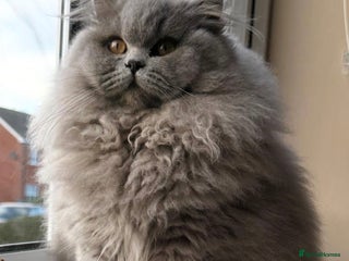 British Longhair cats Outstanding show quality GCCF female - Advert 2