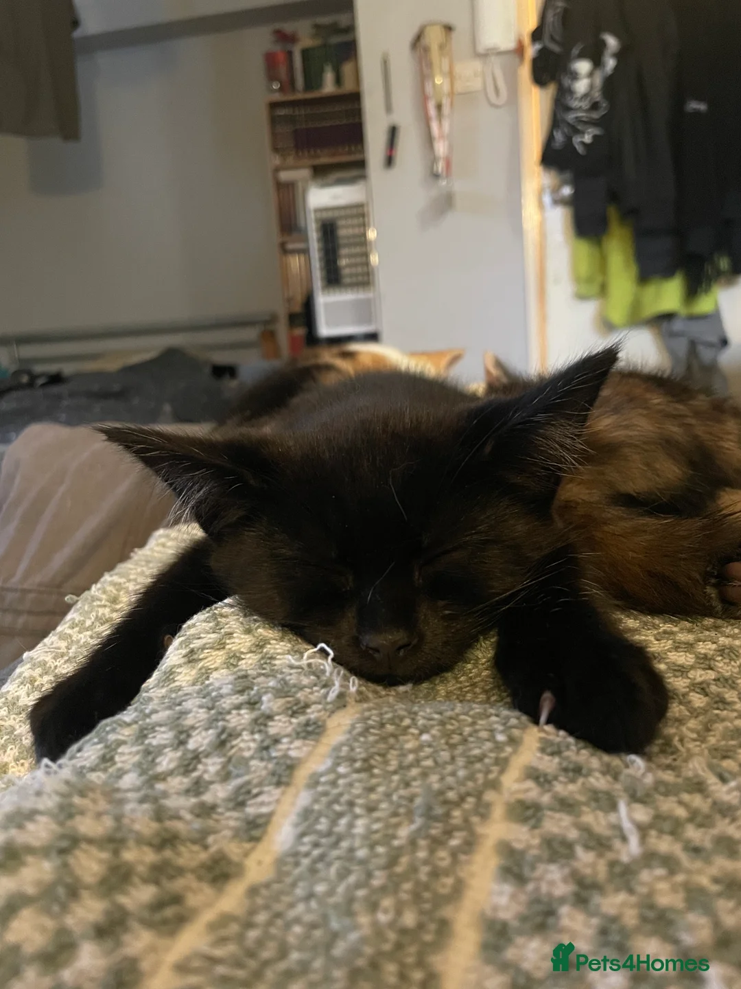 Mixed Breed cats for sale: 5 beautiful tortoiseshell+white and black kittens - Advert 8