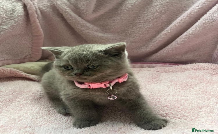 British Shorthair cats - Advert 1