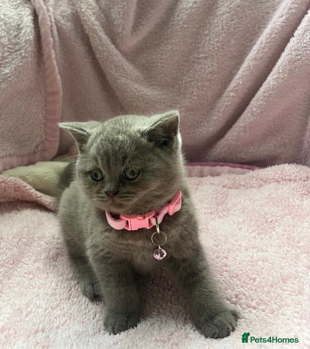 British Shorthair cats for sale: Meet Our 4 Little British Shorthair Ladies - Image 1