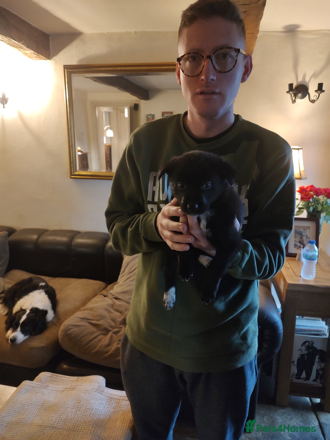 Mixed Breed dogs for sale: Shollie Puppies - GSD/short Haired Border Collie  - Advert 4