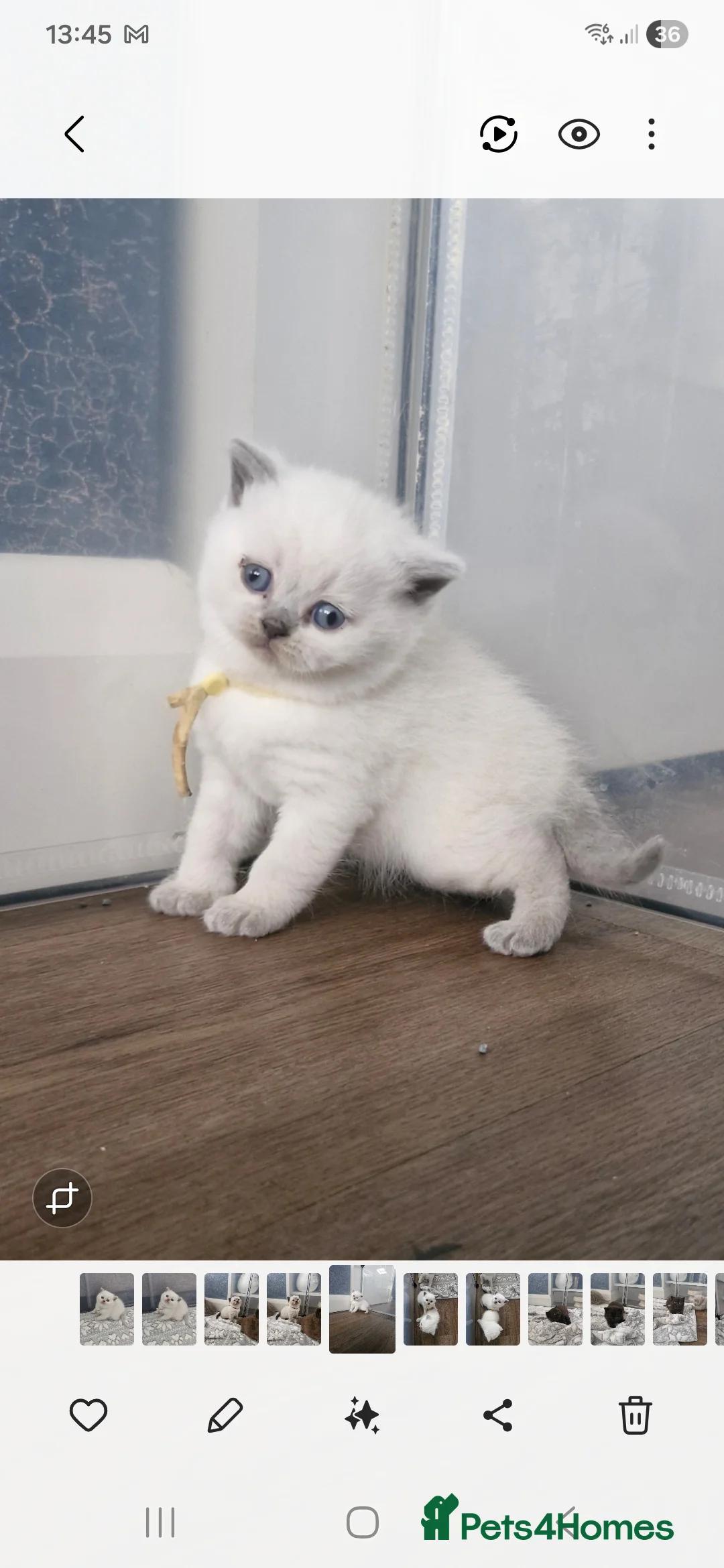 British Shorthair cats for sale: GCCF registered British shorthair and longhair - Advert 3