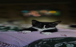 Domestic Shorthair cats for sale: Kittens looking for their forever home 🩷🩵🩷 - Image 8