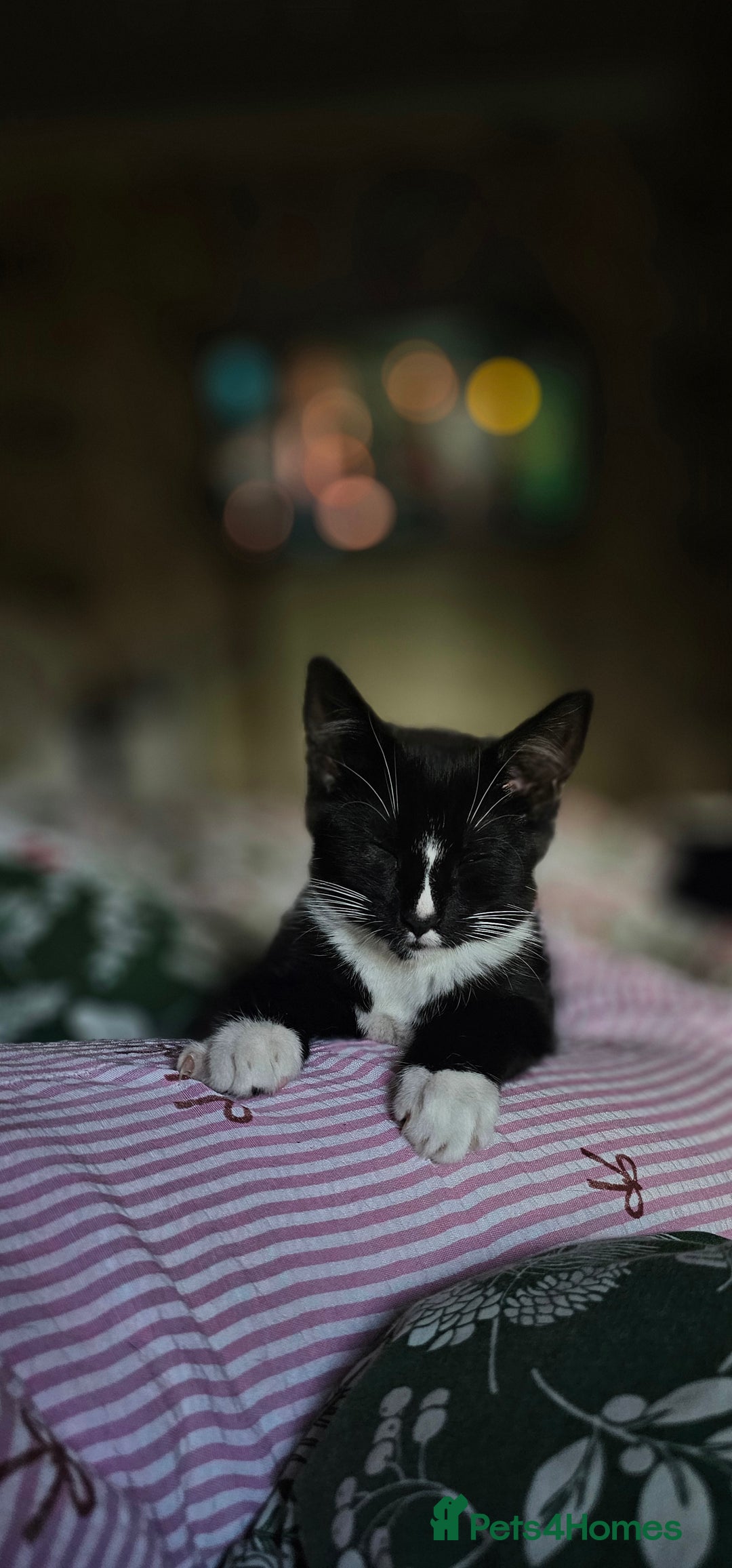 Domestic Shorthair cats for sale: Kittens looking for their forever home 🩷🩵🩷 - Image 8