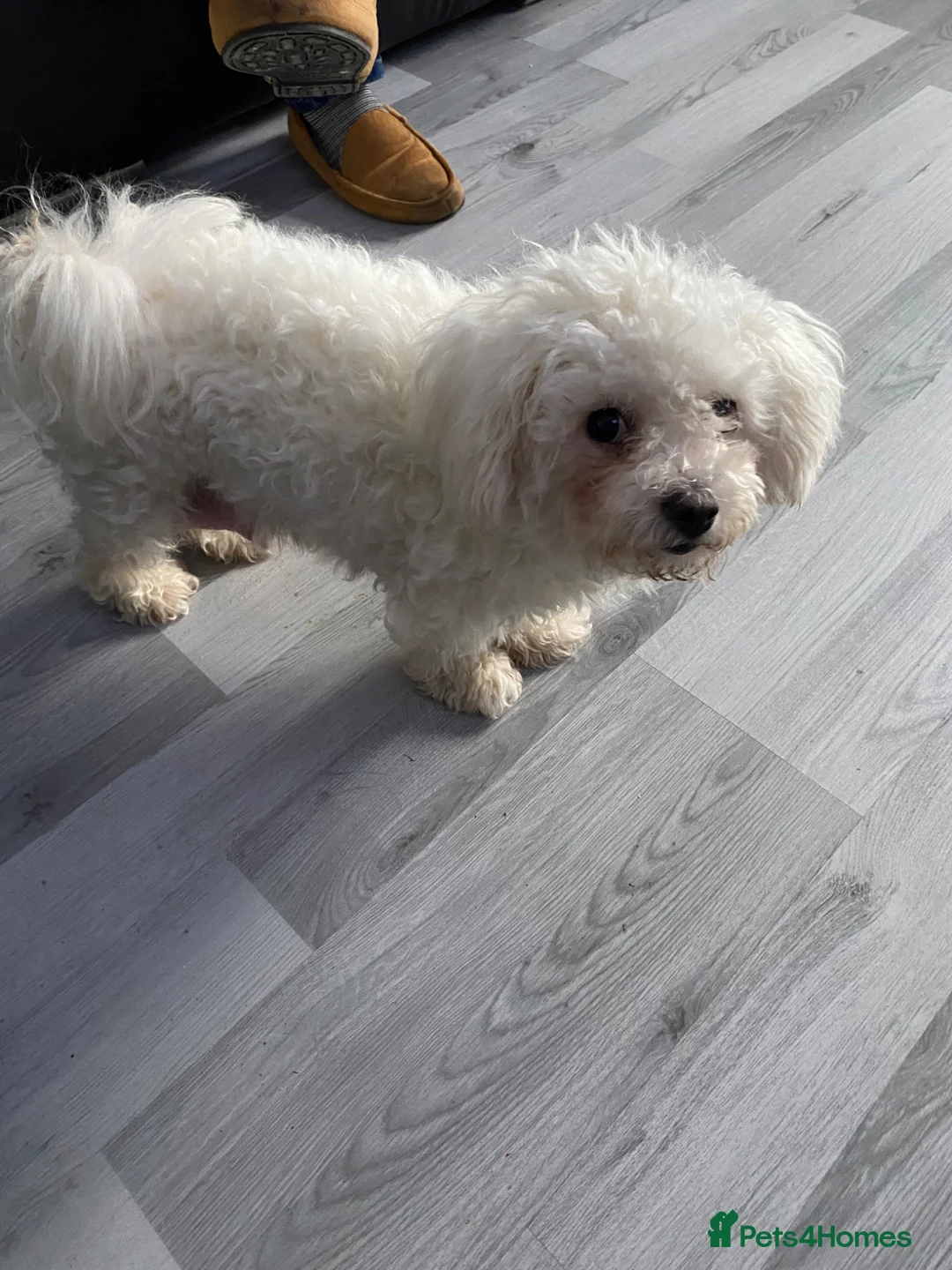 Mixed Breed dogs for sale: Mixed breed in Stone - Advert 1