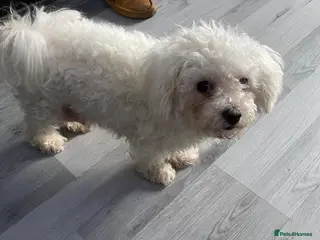 Mixed Breed dogs Mixed breed - Advert 18