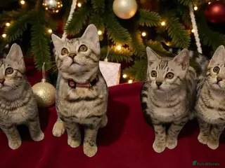 Bengal cats Championship Bengal Kittens - Advert 5