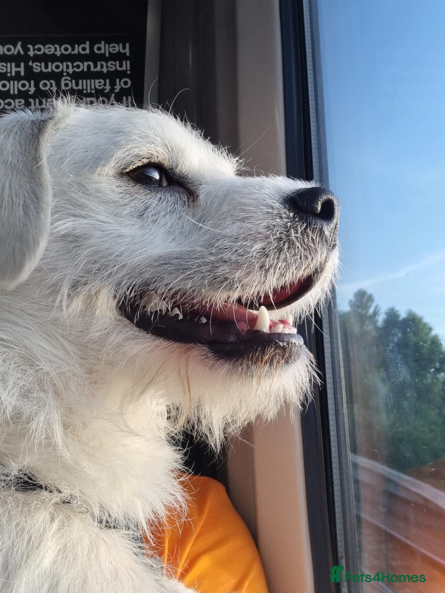 Mixed Breed dogs for sale: Donnie (Sheldon)  - Advert 2