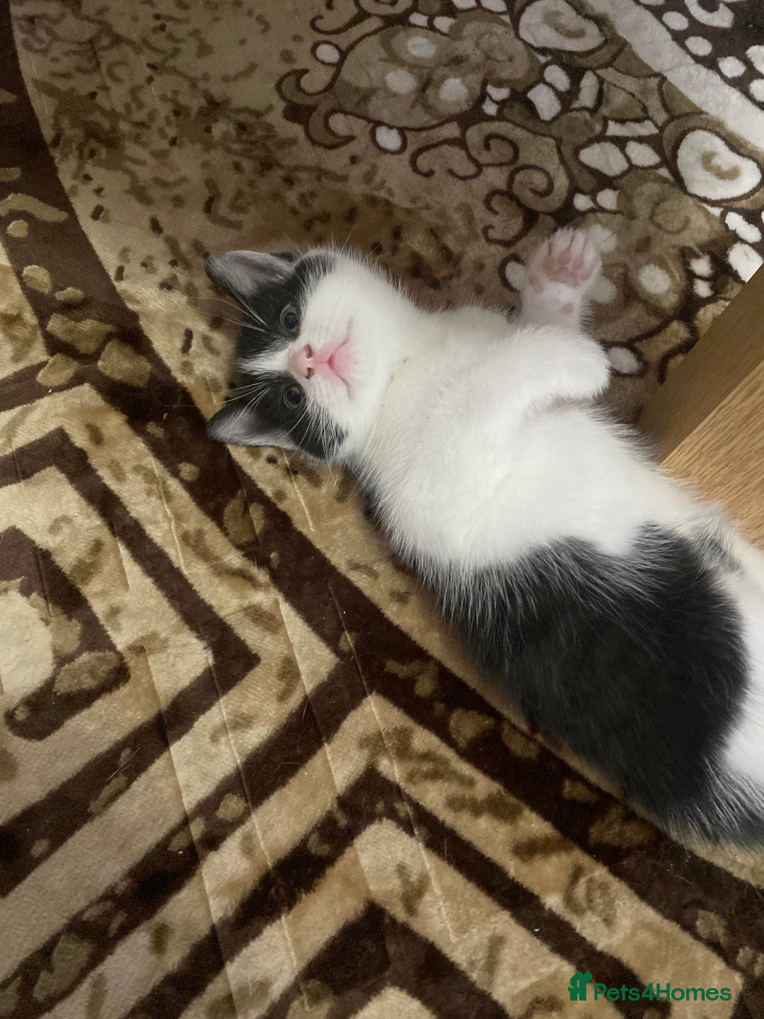 Domestic Shorthair cats for sale: Luna, Snow, Minx & Oreo - 10 Weeks old - Image 21