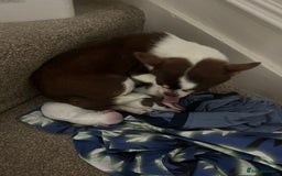 Chihuahua dogs for sale: Blue eyed beauty Russian import chihuahua  - Image 6