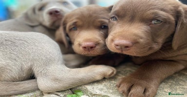 Labrador Retriever dogs - Advert 4