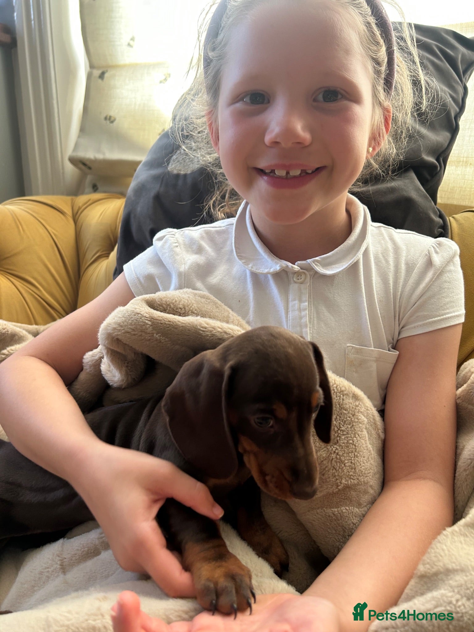 Miniature Dachshund dogs LAST ONE Miniature Daschshund Puppies Ready to go - Advert 2