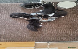 Mixed Breed cats for sale: Beautiful Kittens. Males and females - Image 4