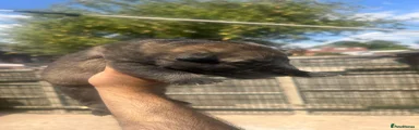 German Shepherd 5